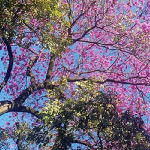 Ipê Roxo: o que a ciência já sabe