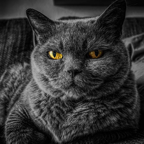 50% dos gatos idosos apresentam problemas renais