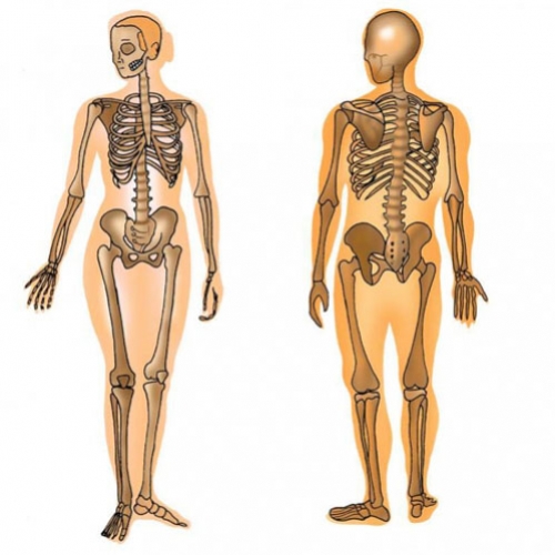 Osteoporose, uma doença silenciosa