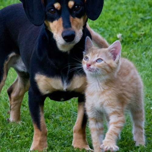 Mesmo no inverno, é preciso prevenir otite em cães e gatos
