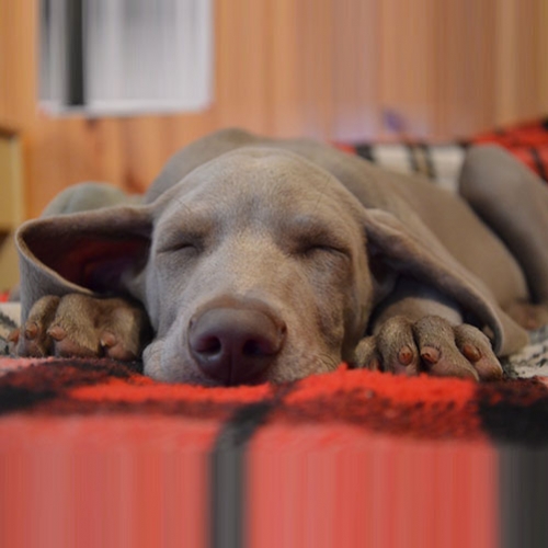 Dor nos pets – como identificar?