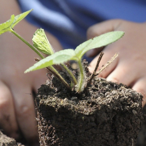 Aprenda a reaproveitar sementes e raízes para plantar horta em casa