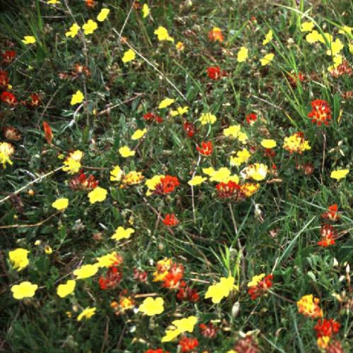 Florais de Bach e Aromaterapia atraem bons fluidos para o lar
