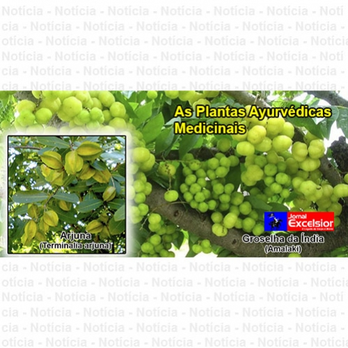 As Plantas Ayurvédicas Medicinais
