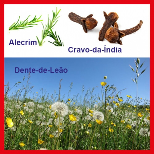 Plantas que podem trazer bem-estar e energia