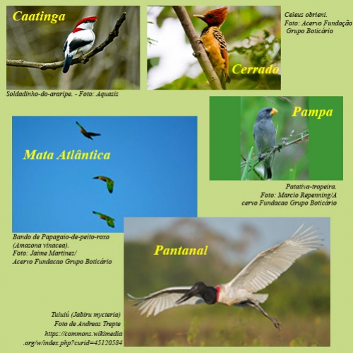 Observação de aves como hobby cresce no Brasil