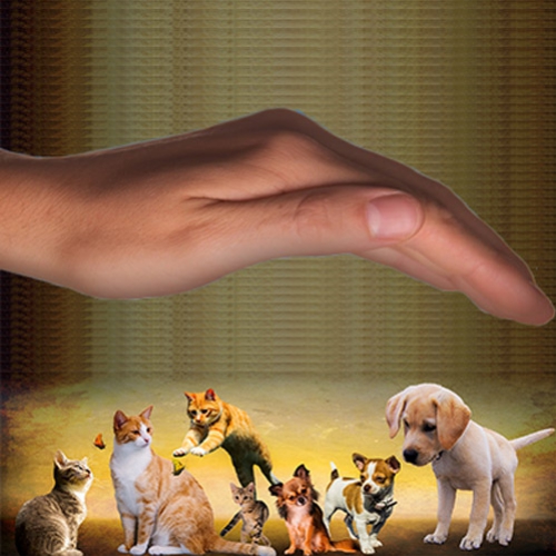 Reiki em animais: podemos aplicar?