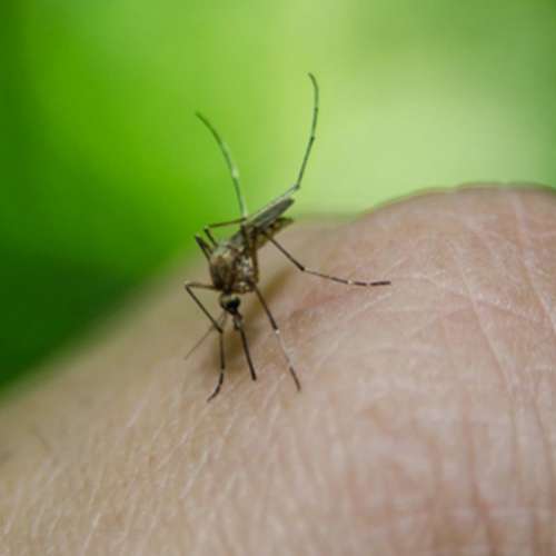 Casos de febre amarela alertam para o desmatamento