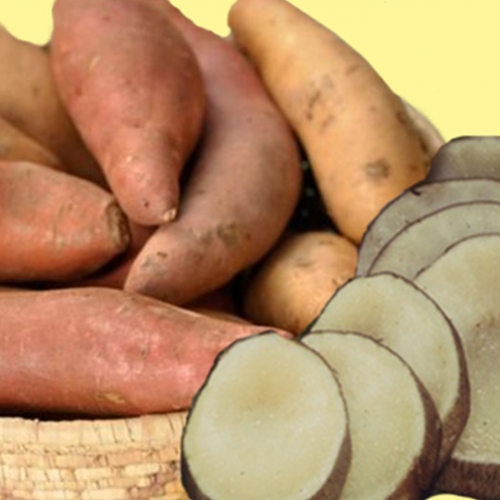 Batata Yacon na sua saúde